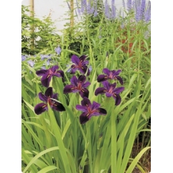 İRİS LOUİSİANA BLACK GAMECOCK